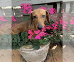 Small Dachshund