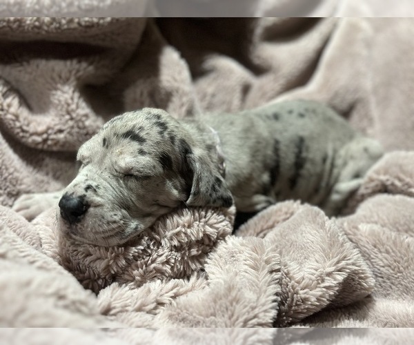Medium Photo #9 Great Dane Puppy For Sale in DIXON, IL, USA