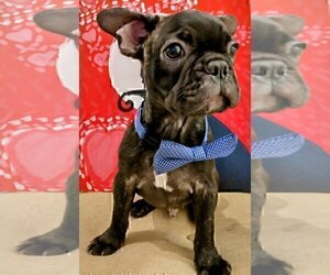 French Bulldog Puppy for sale in TAMPA, FL, USA