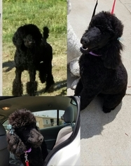 Poodle (Standard) Puppy for sale in RIVERSIDE, CA, USA