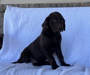 Labrador Retriever Puppy for sale in WITHEE, WI, USA