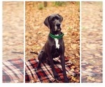 Small Photo #1 Great Dane Puppy For Sale in ARCHBOLD, OH, USA