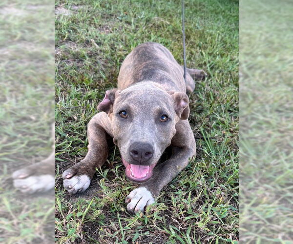 Medium Photo #5 Bulldog-Unknown Mix Puppy For Sale in Tarrytown, GA, USA