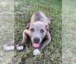 Small #4 Bulldog Mix