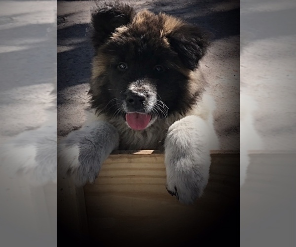 Full screen Photo #13 Akita Puppy For Sale in INGLIS, FL, USA