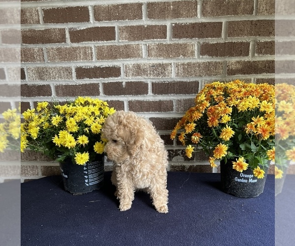 Medium Photo #29 Poodle (Toy) Puppy For Sale in LONG GROVE, IL, USA