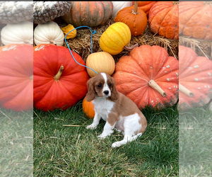 Cavalier King Charles Spaniel Puppy for sale in NILES, MI, USA