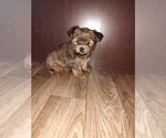Puppy Lucky Yorkshire Terrier