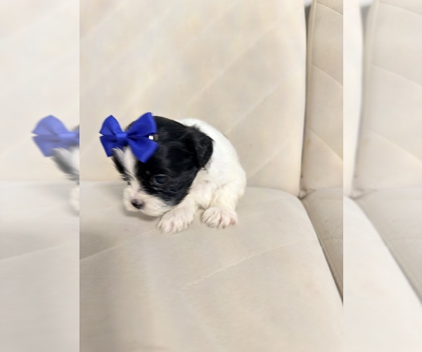 Medium Photo #16 Shih Tzu Puppy For Sale in LANCASTER, CA, USA