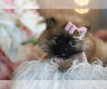 Small #31 Pomeranian