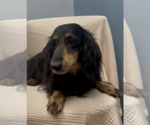 Small #3 Dachshund