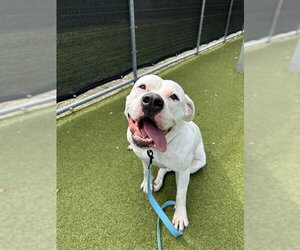 IVORY - Female American Bulldog Dog for Adoption - Photo #3