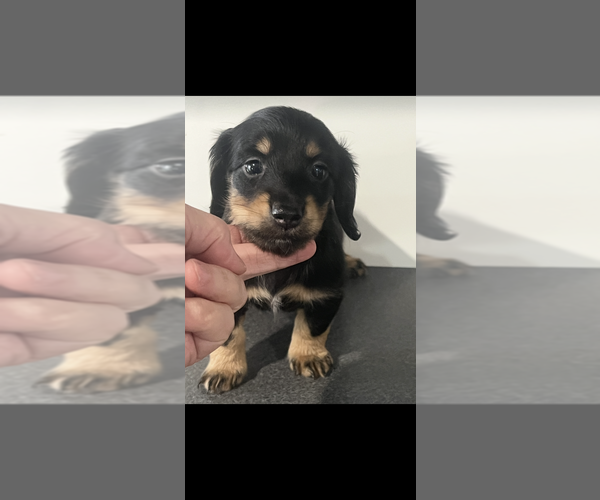 Medium Photo #2 Dachshund Puppy For Sale in NILES, MI, USA
