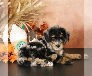 Bernedoodle (Miniature) Puppy for Sale in COATESVILLE, Pennsylvania USA