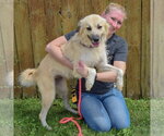 Small #4 Collie-Great Pyrenees Mix