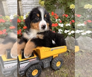 Bernese Mountain Dog Puppy for sale in MIDDLEBURY, IN, USA