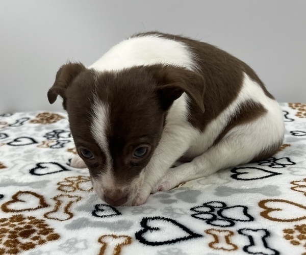 Medium Photo #4 Jack Chi Puppy For Sale in SAINT AUGUSTINE, FL, USA