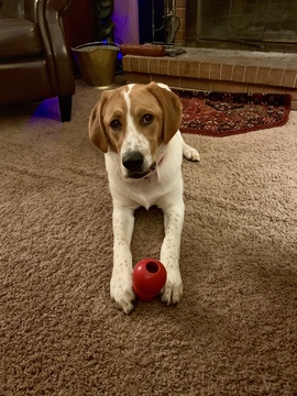 Medium Photo #1 English Foxhound-Unknown Mix Puppy For Sale in KING, NC, USA