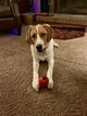 Small Photo #1 English Foxhound-Unknown Mix Puppy For Sale in KING, NC, USA