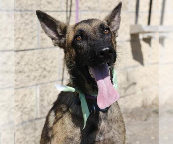 Medium Photo #1 German Shepherd Dog-Unknown Mix Puppy For Sale in San Antonio, TX, USA