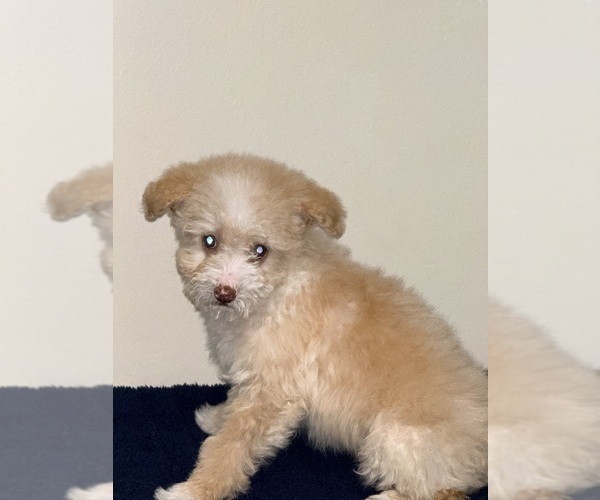Medium Photo #6 Pom-A-Poo Puppy For Sale in OWINGS, MD, USA