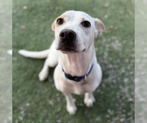 Medium Photo #2 Lab-Pointer Puppy For Sale in San Diego, CA, USA