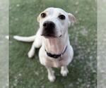 Small #1 Lab-Pointer