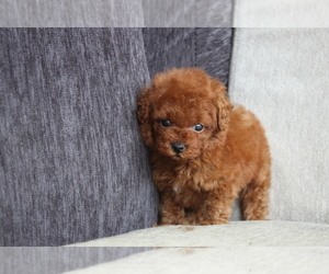 Poodle (Toy) Puppy for sale in MANHATTAN, NY, USA
