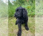 Small #9 Goldendoodle