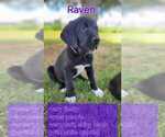 Puppy Raven Labrador Retriever-Saint Bernard Mix