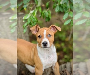 American Staffordshire Terrier-Rat Terrier Mix Puppy for sale in BLUFFTON, IN, USA