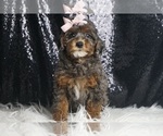 Puppy Maui AKC Poodle (Miniature)