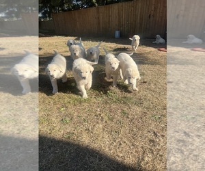 Great Pyrenees Puppy for sale in LA CENTER, WA, USA