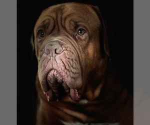 Father of the Dogue de Bordeaux puppies born on 12/16/2021
