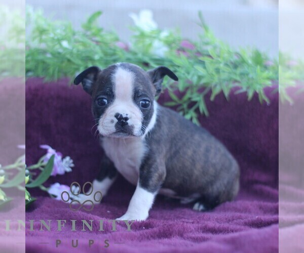 Medium Photo #5 Boston Terrier Puppy For Sale in PORT ROYAL, PA, USA
