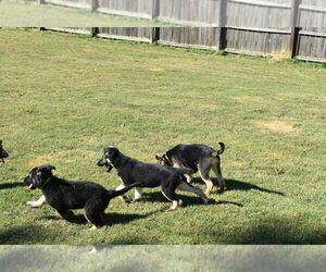 German Shepherd Dog Puppy for sale in MCDONOUGH, GA, USA