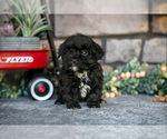 Small Photo #12 Havapoo Puppy For Sale in SUGARCREEK, OH, USA