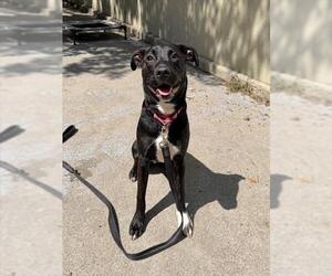 Labrador Retriever-Staffordshire Bull Terrier Mix Dogs for adoption in Boston, MA, USA
