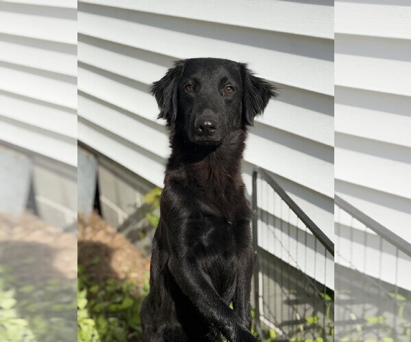 Medium Photo #3 Mutt Puppy For Sale in Virginia Beach, VA, USA