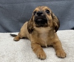 Small Photo #27 Chiweenie Puppy For Sale in SAINT AUGUSTINE, FL, USA