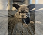 Small #11 French Bulldog