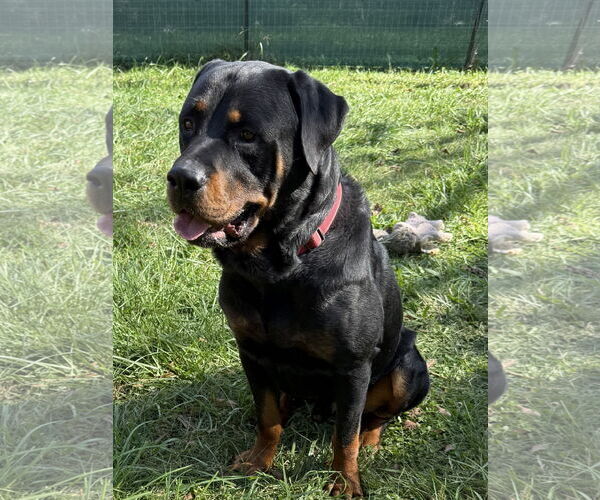 Medium Photo #3 Rottweiler Puppy For Sale in Mooresville, NC, USA