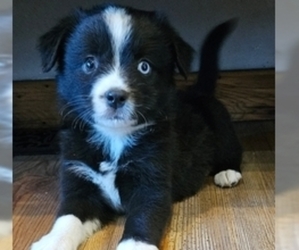 Miniature Australian Shepherd Puppy for sale in MILTON, WI, USA