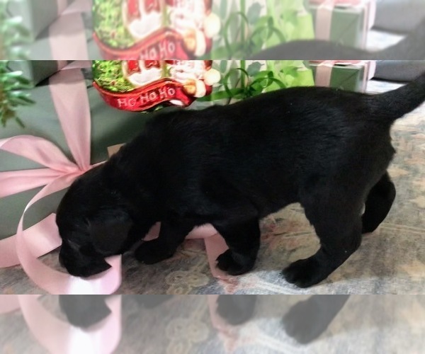 Medium Photo #1 Labrador Retriever Puppy For Sale in SIGNAL MOUNTAIN, TN, USA