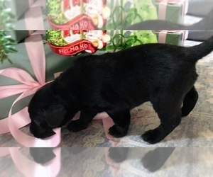 Labrador Retriever Puppy for Sale in SIGNAL MOUNTAIN, Tennessee USA