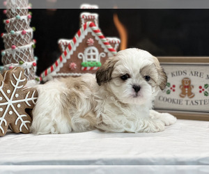 Zuchon Puppy for sale in MARYVILLE, TN, USA