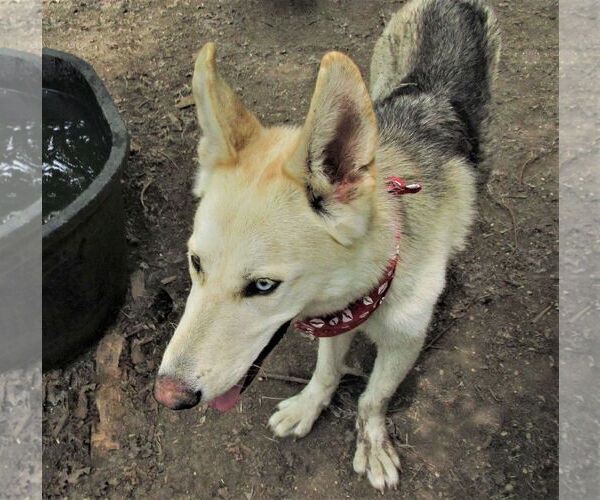 Medium Photo #3 Siberian Husky-Unknown Mix Puppy For Sale in Godley, TX, USA