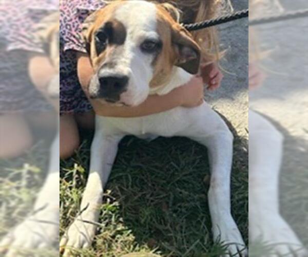 Medium Photo #1 American Pit Bull Terrier-Saint Bernard Mix Puppy For Sale in Newton, NC, USA