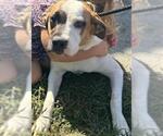 Small American Pit Bull Terrier-Saint Bernard Mix