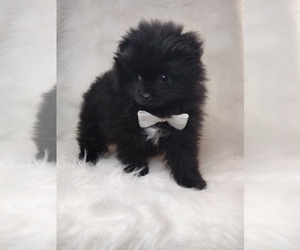 Pomeranian Puppy for sale in INDIANAPOLIS, IN, USA